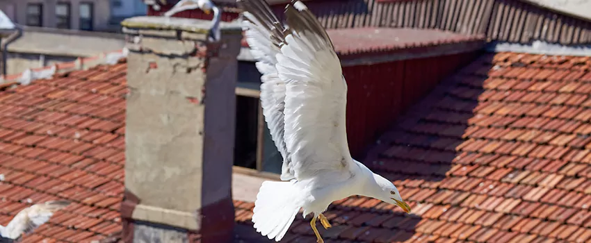 Residential Chimney Animal Removal Solution in Summerlin South, NV