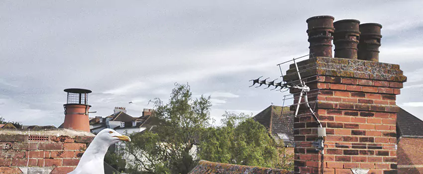 Chimney Cleaning And Restoration in Summerlin South, Nevada